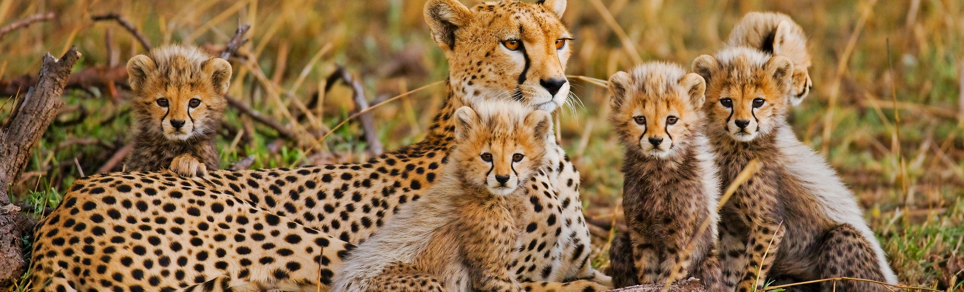 Geparden mit ihren Jungen im Serengeti-Nationalpark in Tansania