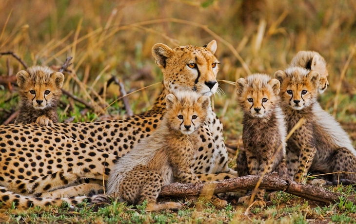 Geparden mit ihren Jungen im Serengeti-Nationalpark in Tansania